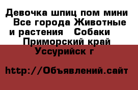 Девочка шпиц пом мини - Все города Животные и растения » Собаки   . Приморский край,Уссурийск г.